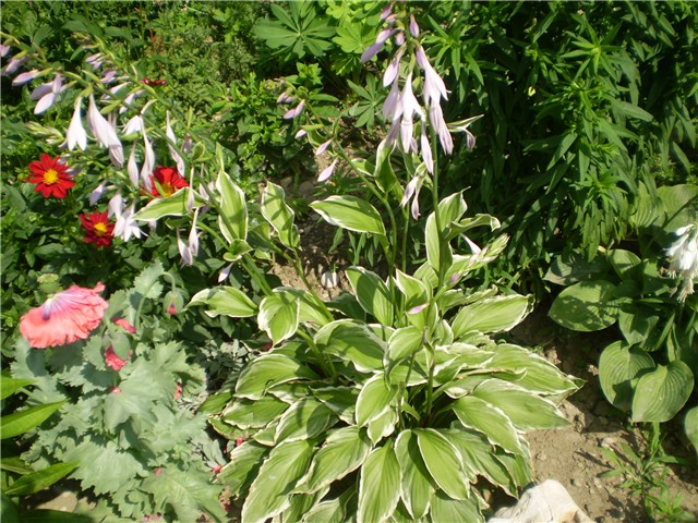 hosta